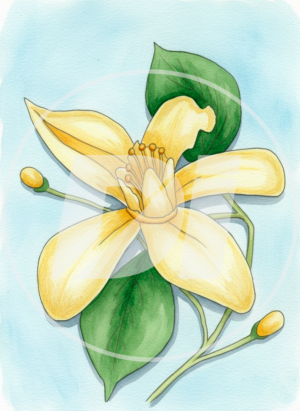Flor amarilla di